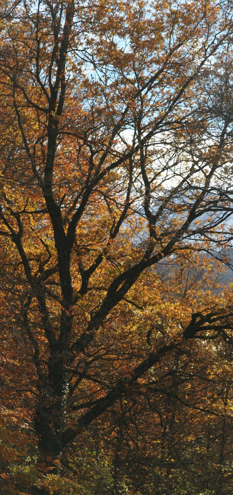 Albero-2